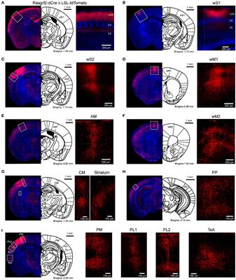 Diverse Long-Range Axonal Projections of Excitatory Layer 2/3 Neurons in Mouse Barrel Cortex